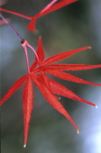 Acer palmatum 'Red Pygmy
