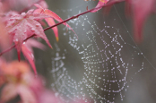 Acer with spider's web, rain