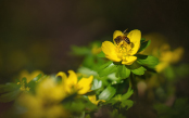 Honeybee on Aconites