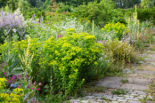 The terrace border at Malverley's