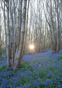 Bluebell woods at sunset