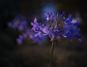 Agapanthus 'Northern Star' at sunset