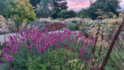 Naturalistic planting by Michael McCoy