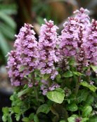 Ajuga reptans 'Little Court Pink'