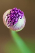 Allium 'Purple sensation'