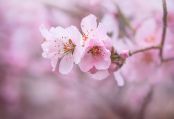 Almond Blossom at Godinton 