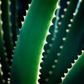 Aloe arborescens at first light