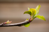 Emerging Apple Leaves