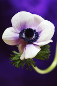 Anemone coronaria