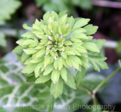 Anemone nemorosa viridiflora