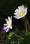 Anemone