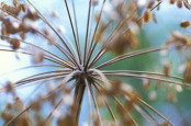 Angelica archangelica seedhead