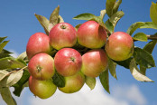 Apple 'Worcester Pearmain'