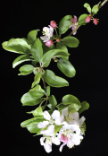 crab apple blossom