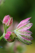 Astrantia major