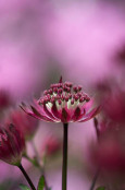 Astrantia major 'Claret'