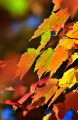 Autumn colour 08