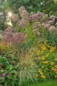 Autumn colour at Beth Chatto Gardens