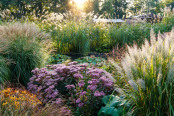 Autumn sunrise on the lily pond