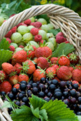 Basket of summer berries