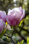 Magnolia soulangeana at Batsford