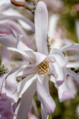 Magnolia 'Leonard Messel'