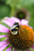 Bee and Echinacea