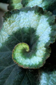 Begonia 'Escargot': detail of leaf