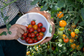 Picking tomatoes at Beth's