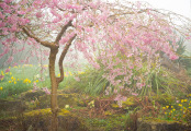 Early-flowering cherry in mist