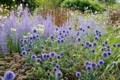 Blue View at Wisley