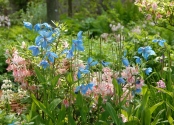 Blue Poppies