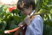 Boy with freshly picked rhubarb