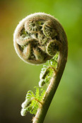 BUD OF DICKSONIA ANTARCTICA (SOFT TREEFERN)