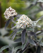 Buddleia 'Silver Anniversary'