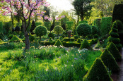 BUXUS GALORE