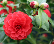 Camellia japonica 'Spring Fling'