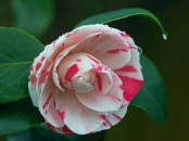 Camellia 'Contessa Lavinia Maggi'