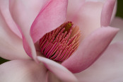 Magnolia campbellii