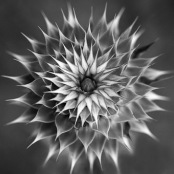 Carline thistle