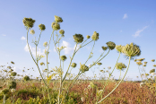 Daucus carota