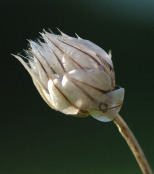 Catananche 