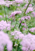 Chaerophyllum hirstum 'Rosea'