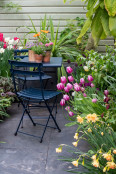 Tulip 'Chansonette' and garden furniture by Dan Cooper Garden