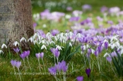 Crocus tommasinianus varieties and snowdrop Galanthus nivalis naturalised in grass.