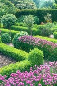 Chives & Box Topiary