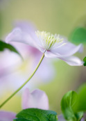 Clematis montana 'Crinkle'