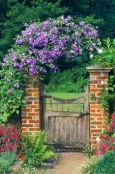 Clematis 'Perle d' Azur' Arch