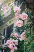 Climbing roses in June