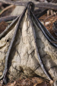 Close up Gunnera leaf